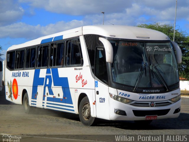 Falcão Real 1209 na cidade de Juazeiro, Bahia, Brasil, por Willian Pontual. ID da foto: 5433194.