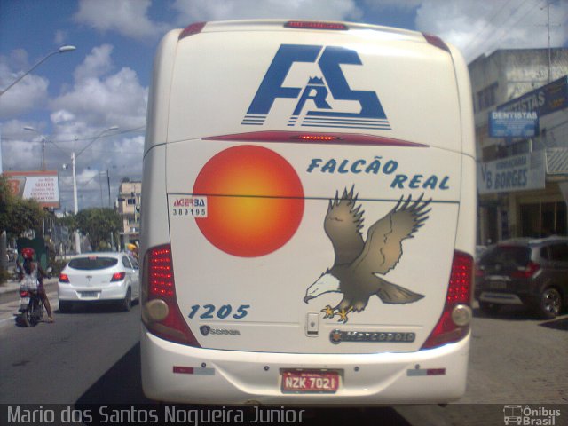 Falcão Real 1205 na cidade de Capim Grosso, Bahia, Brasil, por Mario dos Santos Nogueira Junior. Número da foto: #5482867.