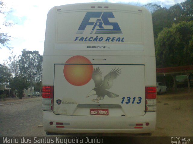 Falcão Real 1313 na cidade de Piritiba, Bahia, Brasil, por Mario dos Santos Nogueira Junior. Número da foto: #5592663.