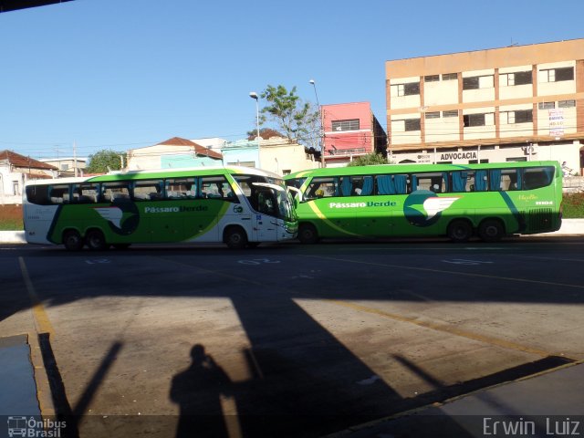 Pássaro Verde 11105 na cidade de Ribeirão Preto, São Paulo, Brasil, por Erwin  Luiz. ID da foto: 4849604.