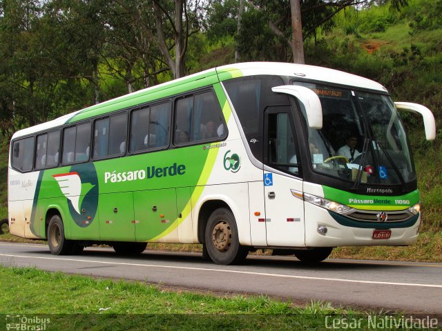 Pássaro Verde 11090 na cidade de Mariana, Minas Gerais, Brasil, por César Natividade. ID da foto: 4941791.