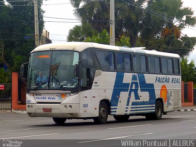 Falcão Real 1025 na cidade de Feira de Santana, Bahia, Brasil, por Willian Pontual. Número da foto: #4992418.