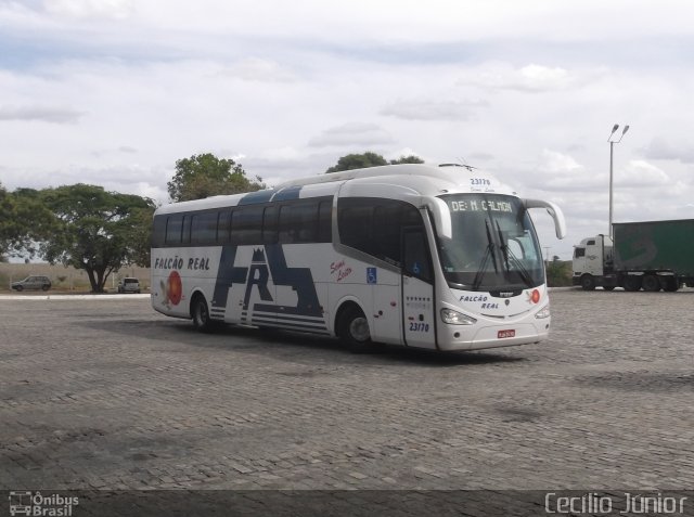 Falcão Real 23170 na cidade de Capim Grosso, Bahia, Brasil, por Cecílio Júnior. Número da foto: #5124432.