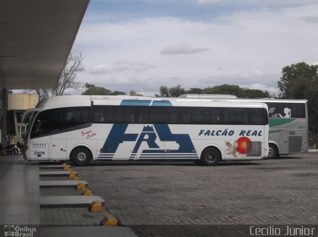 Falcão Real 23170 na cidade de Capim Grosso, Bahia, Brasil, por Cecílio Júnior. Número da foto: #5124437.