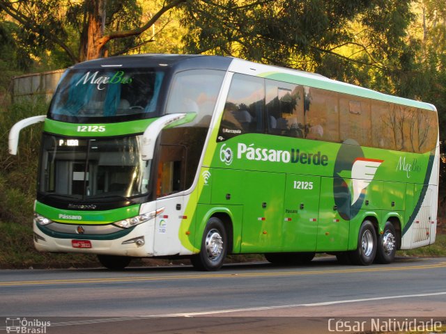 Pássaro Verde 12125 na cidade de Mariana, Minas Gerais, Brasil, por César Natividade. Número da foto: #5225853.