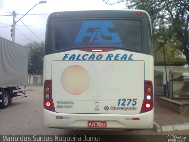 Falcão Real 1275 na cidade de Piritiba, Bahia, Brasil, por Mario dos Santos Nogueira Junior. Número da foto: #5318311.